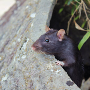 Rat noir, animal Aninomade