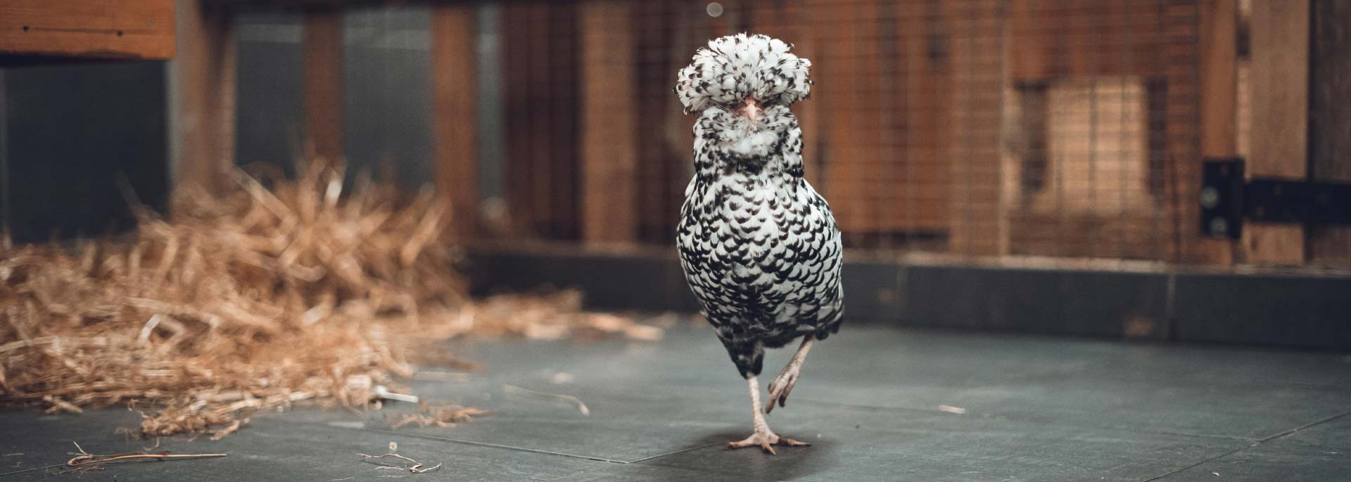 Aninomade, des animaux pour soigner des maux