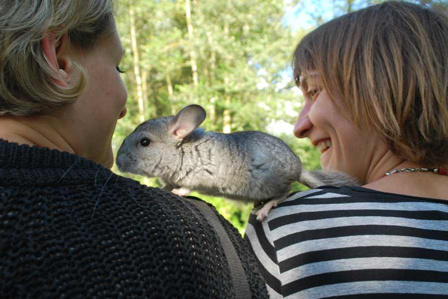 médiation animale en entreprise