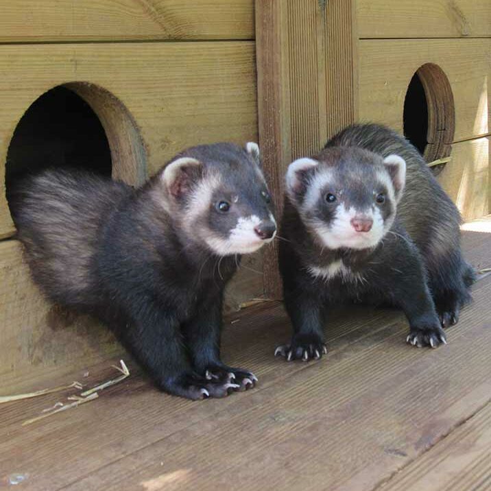 furet auprès des ados