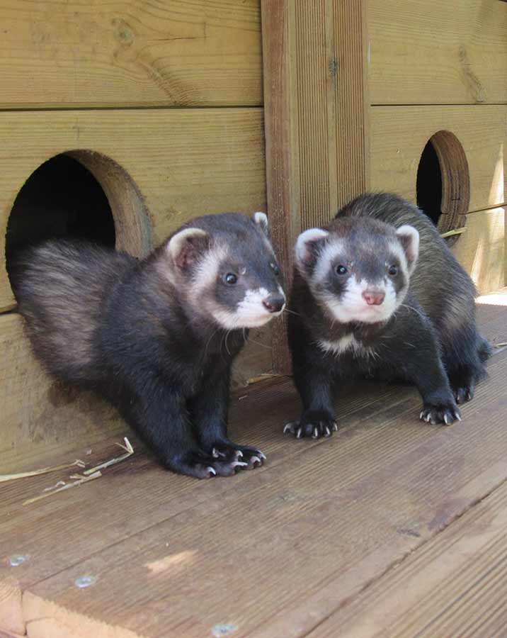 furet auprès des ados