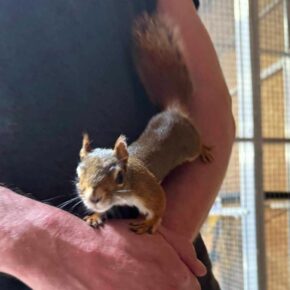 L’écureuil et la gestion de la frustration