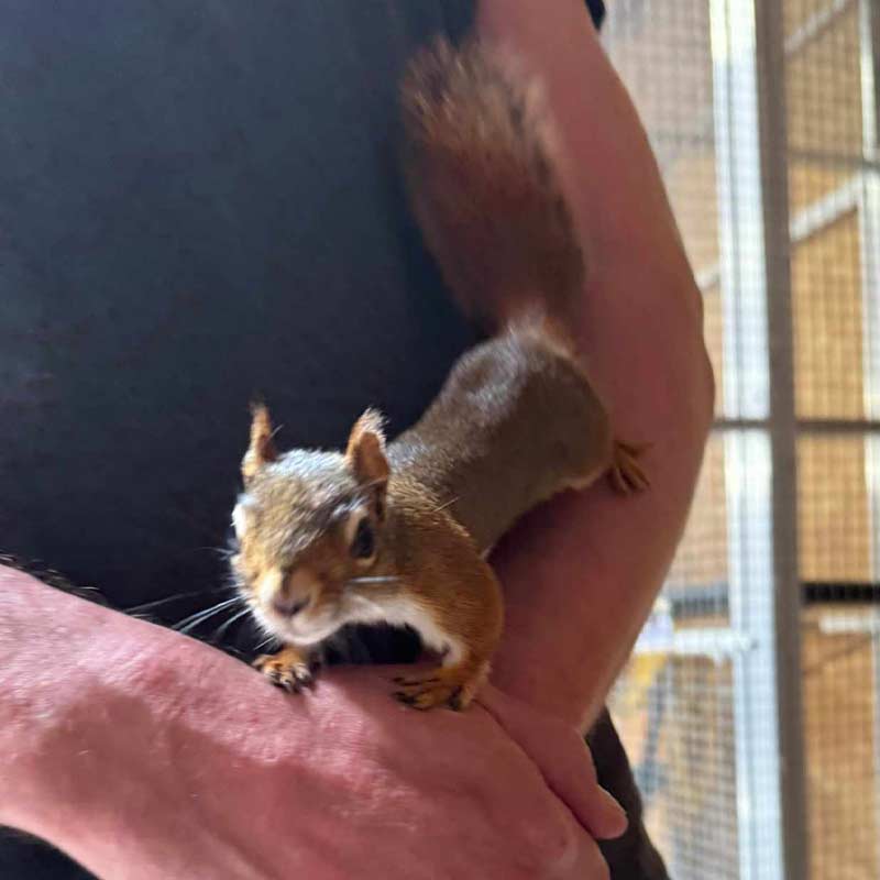 L’écureuil et la gestion de la frustration