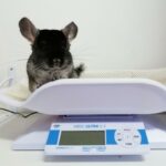 importance suivi vétérinaire