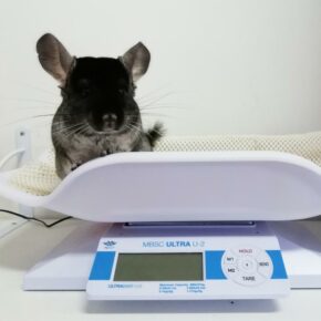 importance suivi vétérinaire