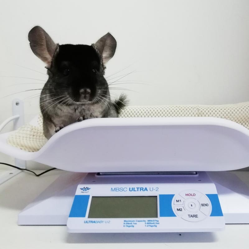 importance suivi vétérinaire