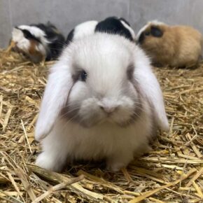 Lapins-cochons-d-Inde-au-CHU Lapins et cochons d’Inde au CHU : quand les animaux apaisent les enfants hospitalisés