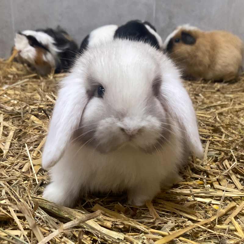 Lapins et cochons d’Inde au CHU : quand les animaux apaisent les enfants hospitalisés