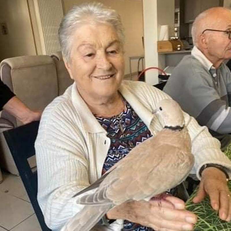 Les tourterelles et la motricité fine des seniors