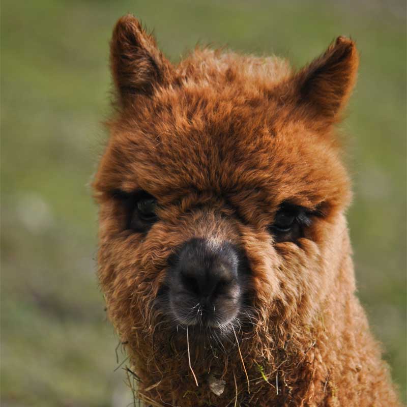 Les alpagas et les enfants hyperactifs