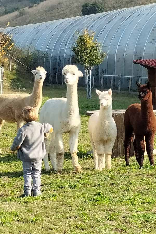 Les-alpagas-et-les-enfants-hyperactifs Alpagas et enfantshyperactifs