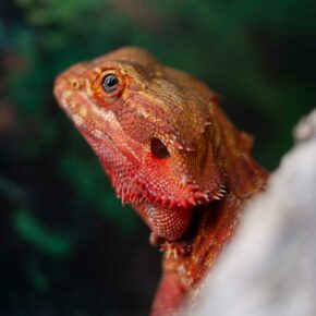 pogona auprès des personnes en rupture sociale