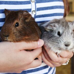 bien-etre-animal bien être animal