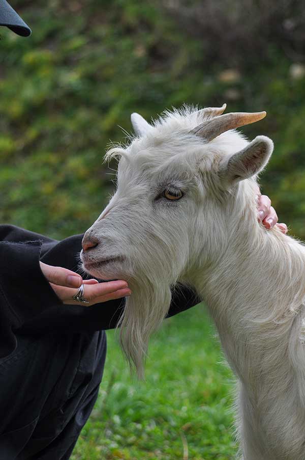 Qu'entend on par bien être animal