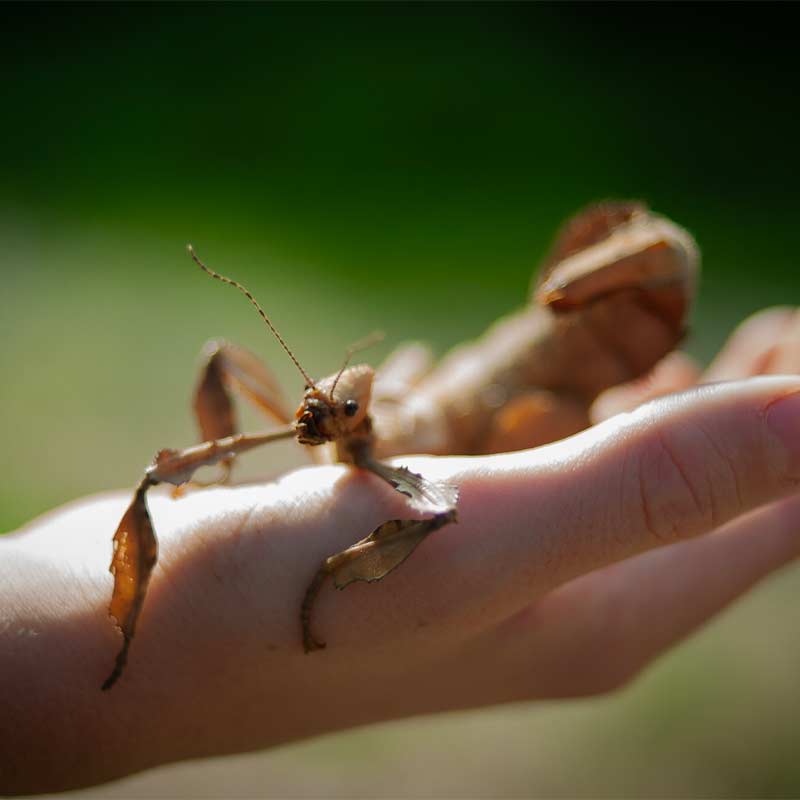 phasmes et scorpions