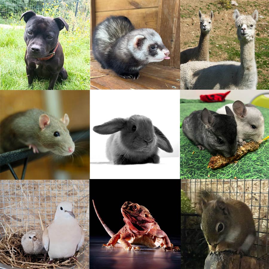 Pourquoi diversifier les espèces
