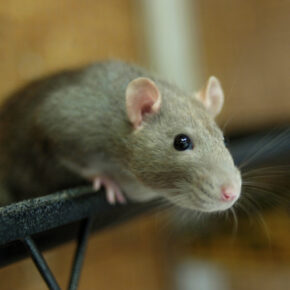 rat 2 rat 2