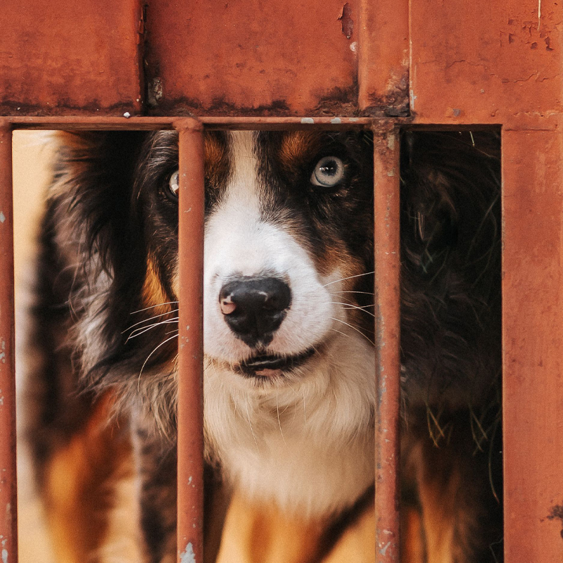 un chien en prison