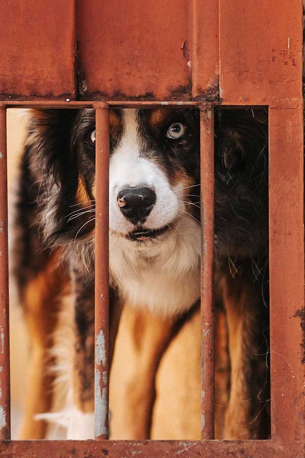 Un chien en prison
