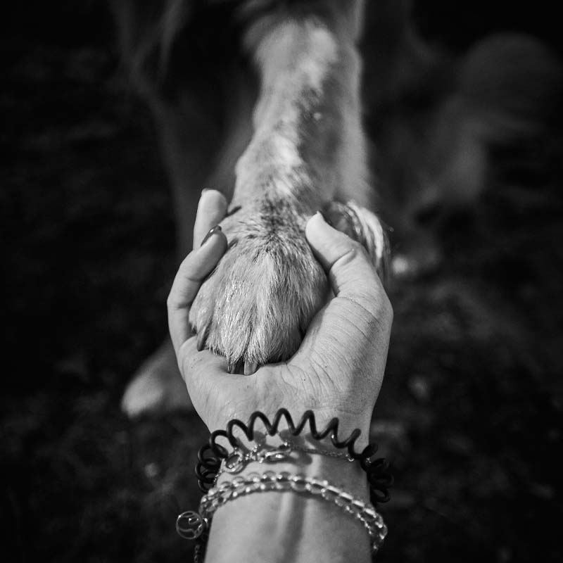 Construire un projet de médiation animale