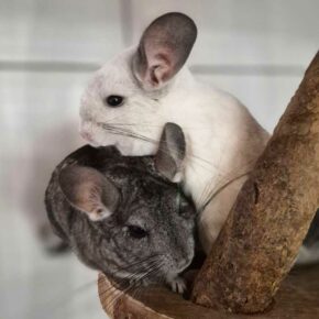 chinchillas-eveil-sensorieljpg Les chinchillas et l’éveil sensoriel