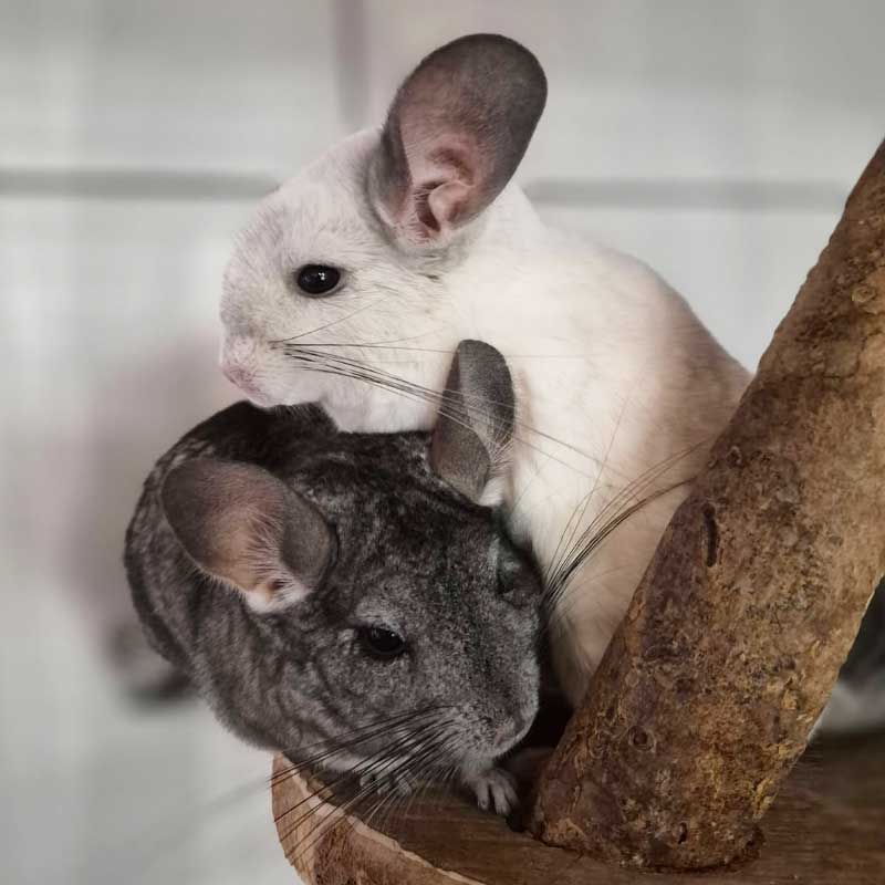 Les chinchillas et l’éveil sensoriel