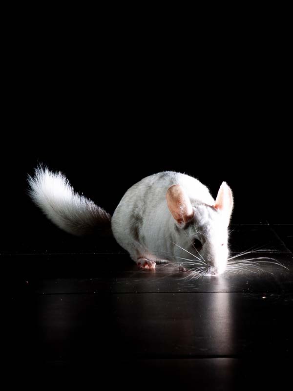 chinchillas animal médiateur